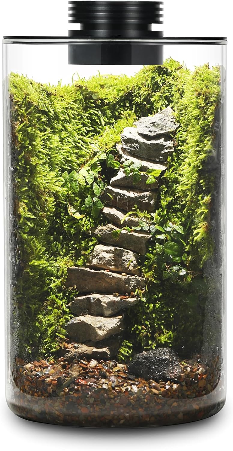 Desktop Glass Plant Terrarium with Grow Light for Succulents