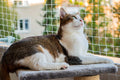 Cat Balcony Netting 10 ft x 26 ft - Clear Pet Safety Netting