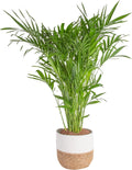 Cat Palm Live Indoor Houseplant in Decor Planter - Tropical Focal