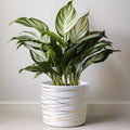Willowy 9 Inch Ceramic Plant Pot Matte White with Gold Stripes
