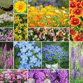 Deer Resistant Wildflower Mixed Seeds for Planting - Pollinator Mix