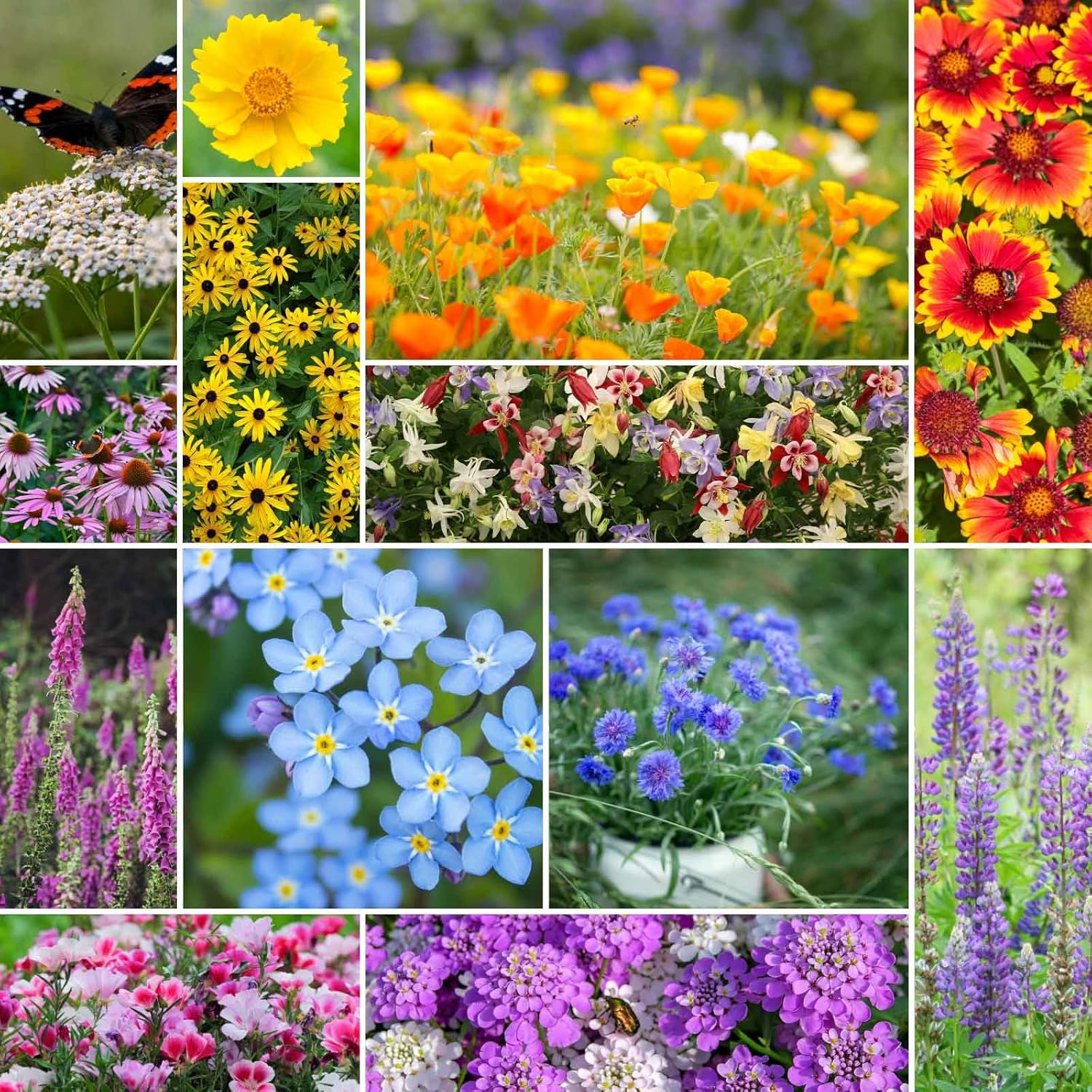 Deer Resistant Wildflower Mixed Seeds for Planting, 5 lb