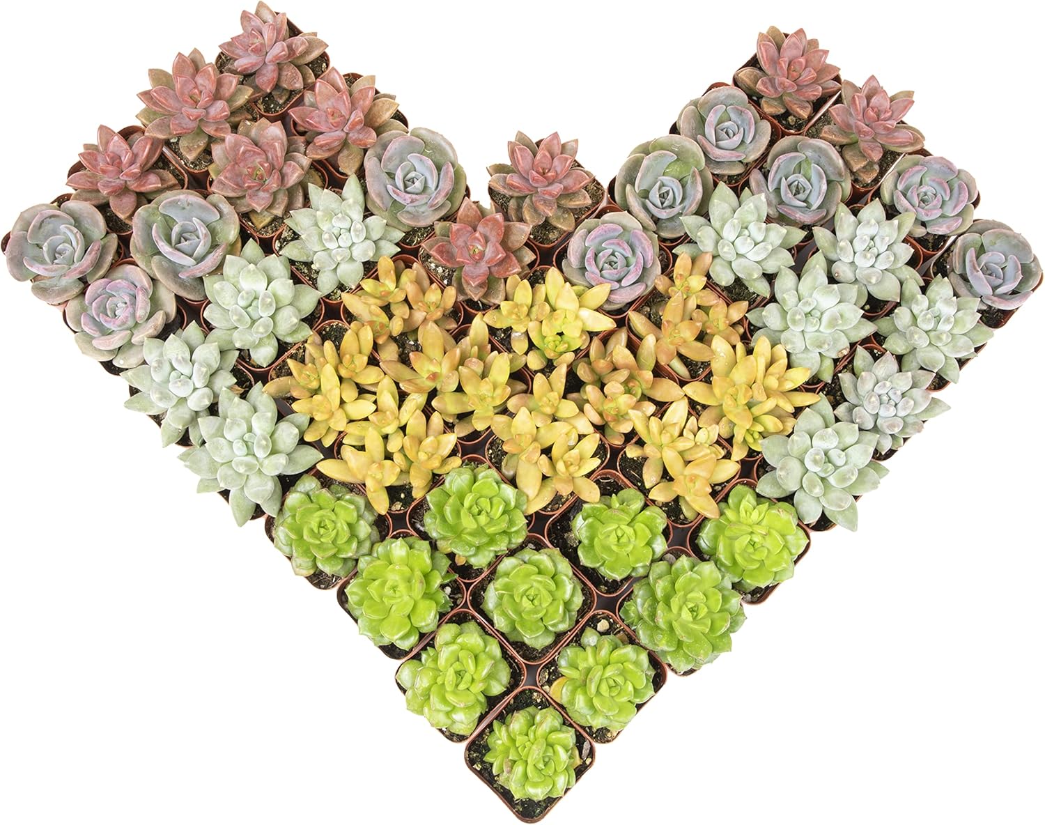 Live Succulents Plants Variety Pack for Indoor and Outdoor Use
