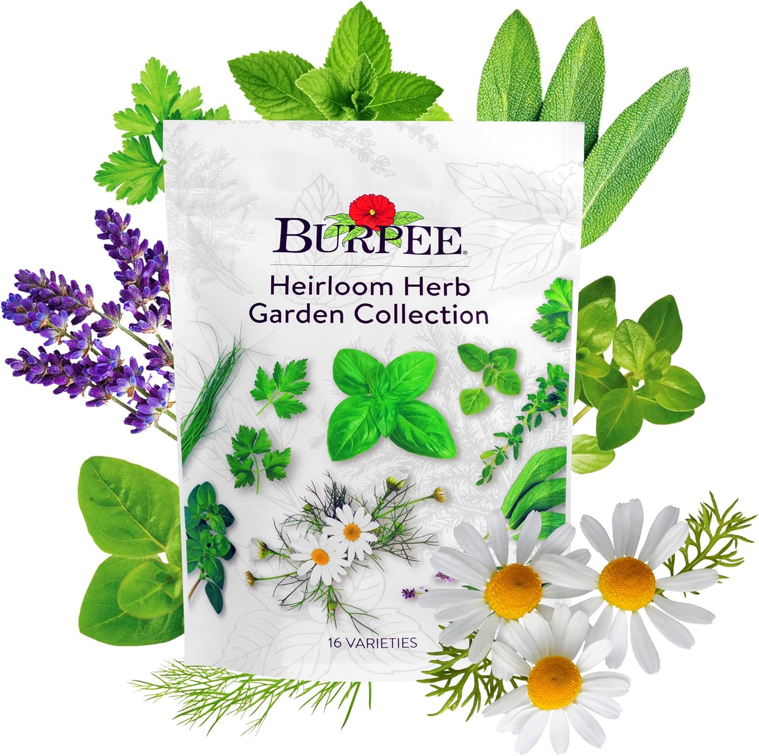 Burpee Heirloom Herb Seeds Variety Pack for Culinary Gardens