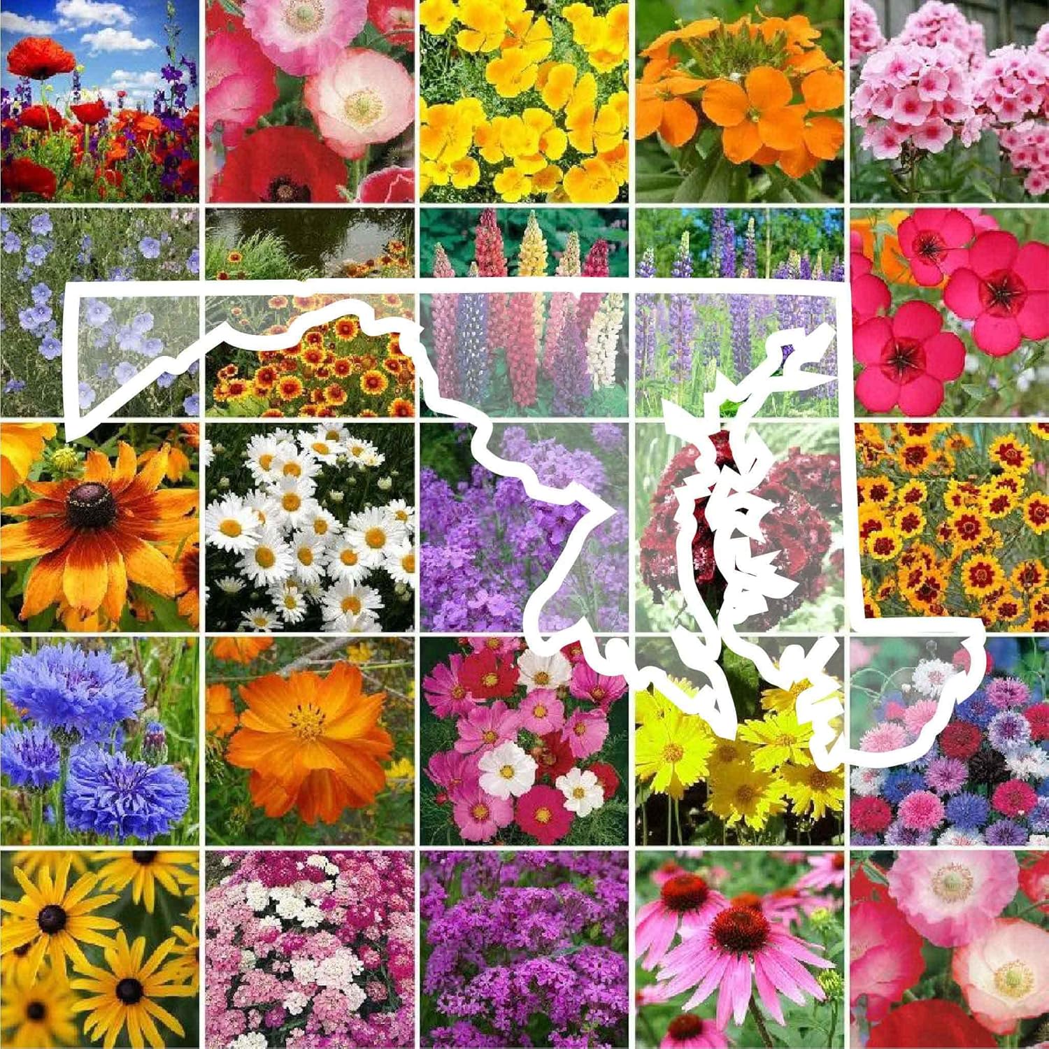 Maryland Wildflower Mixed Seeds for Planting - 1 lb of Beauty