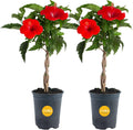 Premium Flowering Braided Hibiscus Grower Pot 2-Pack - Full Sun Beauty