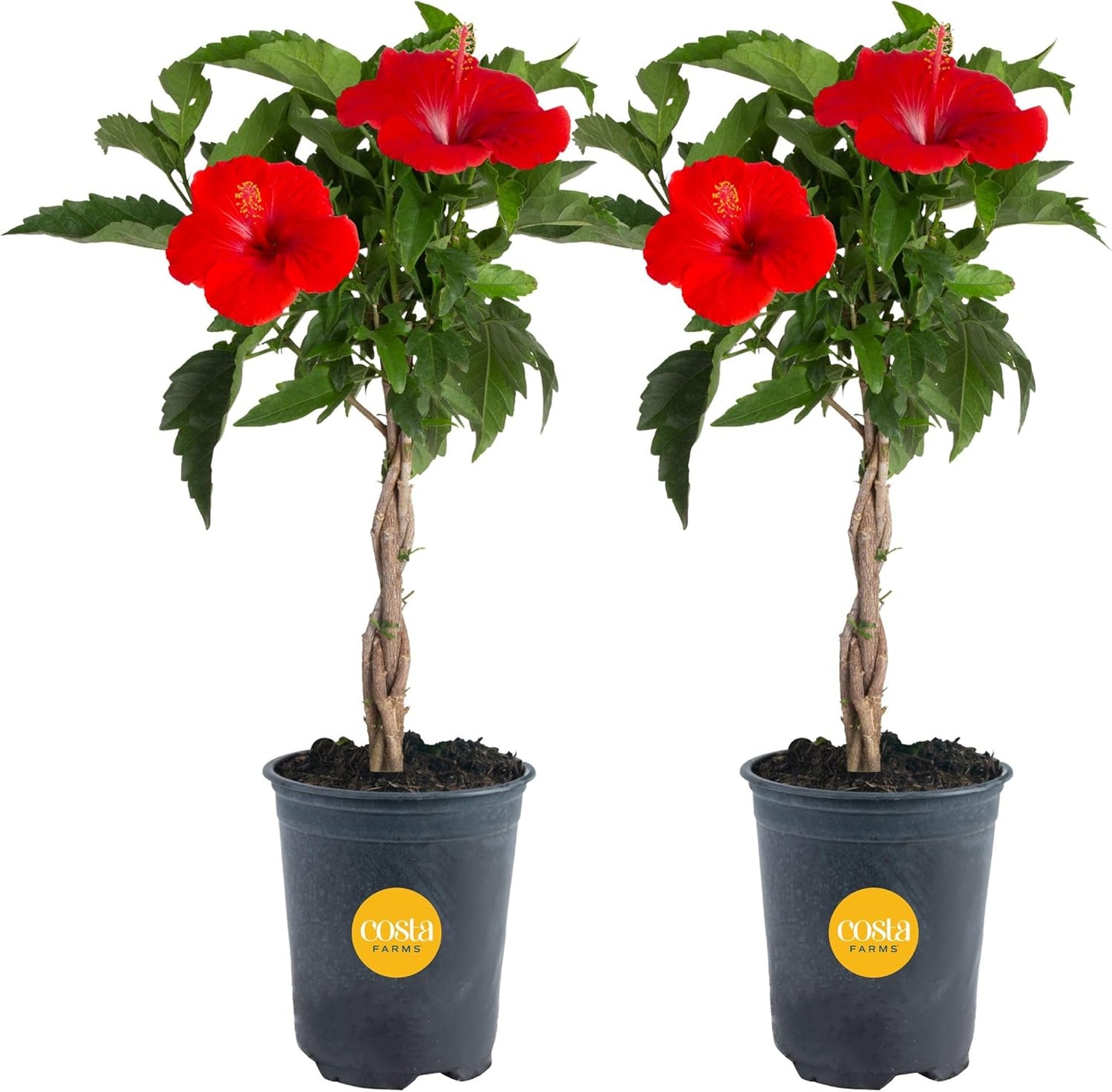 Premium Flowering Braided Hibiscus Live Plant 20-Inches Tall