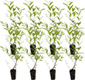 Henna 12-15ft Live Plant - Natural Dye & Ornamental Shrub
