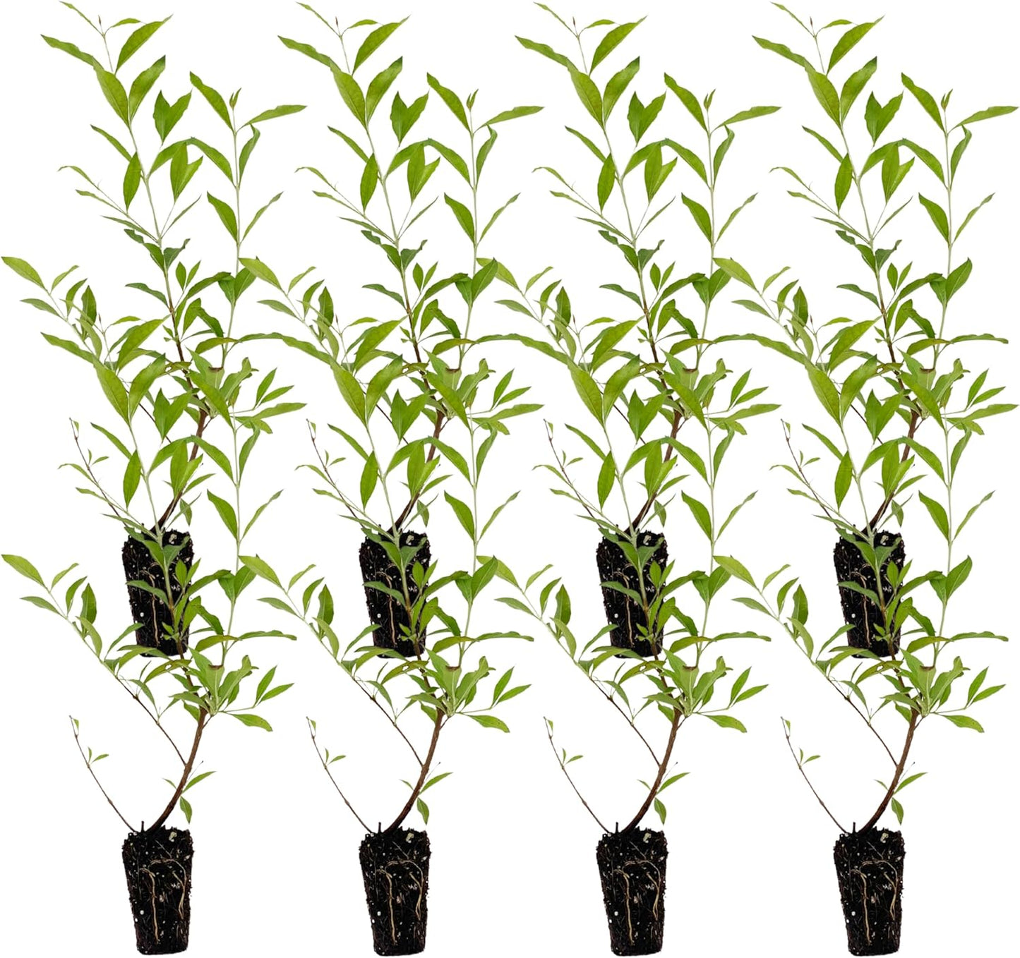 Henna Live Plant 12-15in for Indoor Outdoor Garden Use