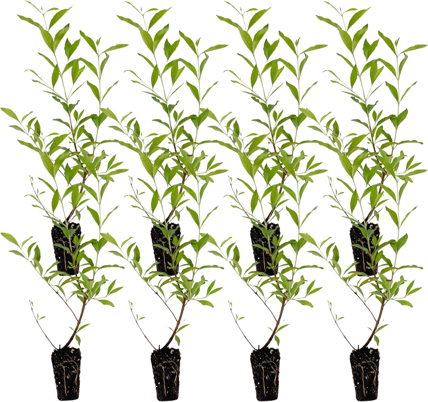 Henna Live Plant 12-15in for Indoor Outdoor Garden Use