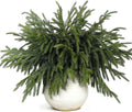 80 Pcs Norfolk Pine Branches 18in Faux Greenery - Holiday DIY Pack