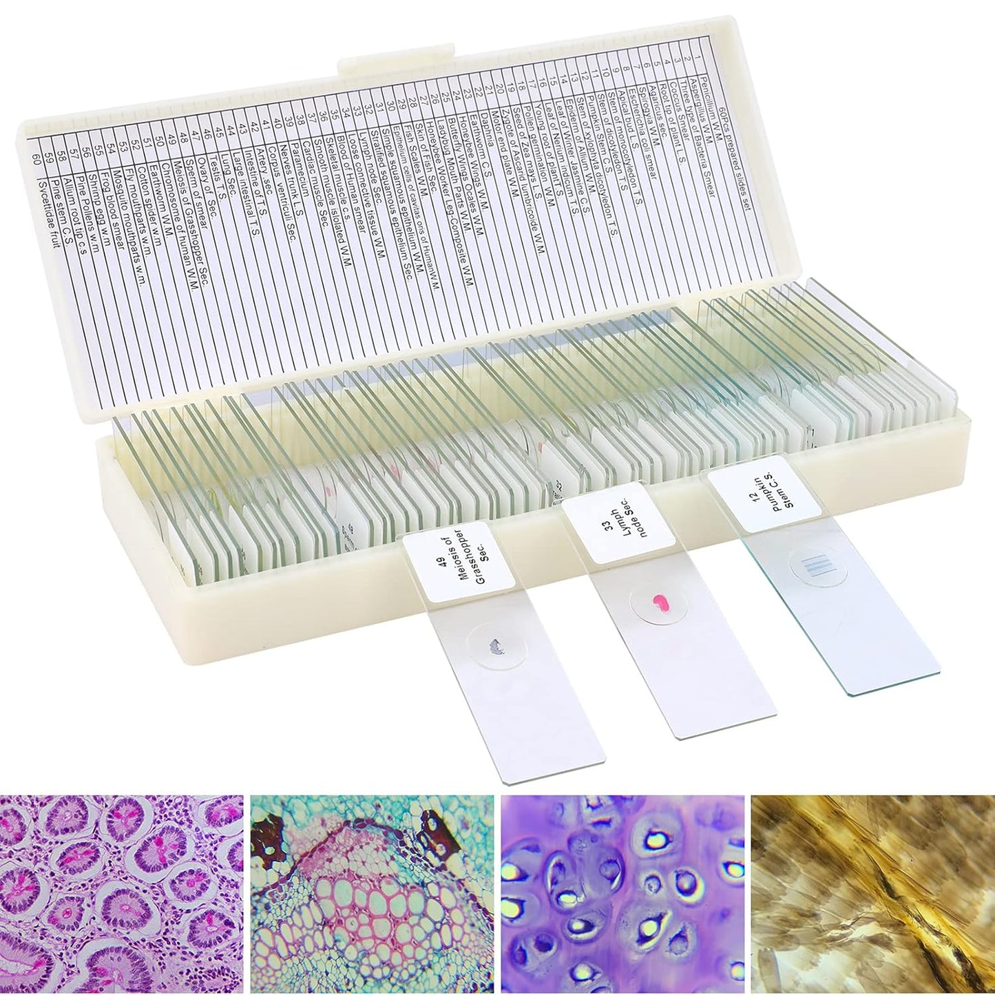 60 Prepared Microscope Slides for Kids and Adults Learning Fun