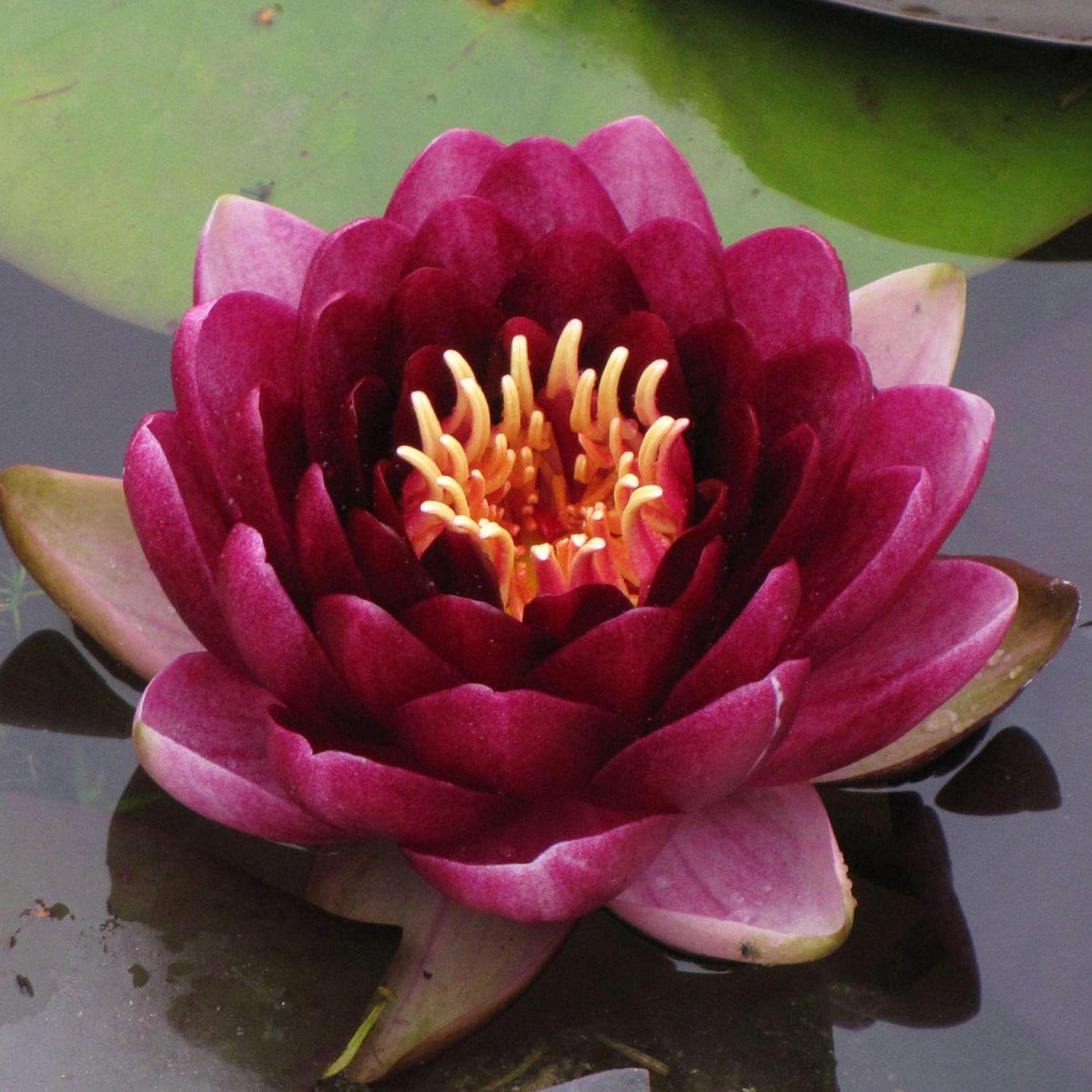 Perry's Almost Black Live Perennial Water Lily for Your Pond