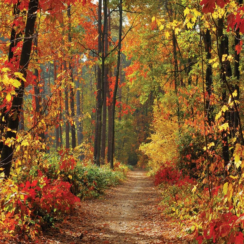LYWYGG 8X8FT Autumn Scenery Deciduous Background for Photos