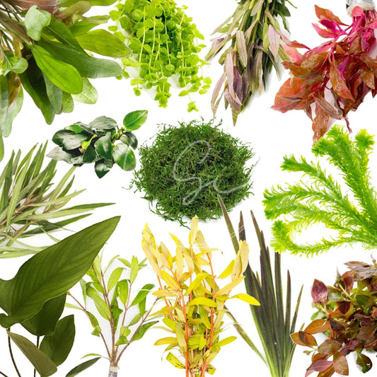10 Species Live Aquarium Plants Bundle for Vibrant Aquariums
