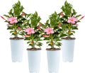 Mandevilla Live Plants Pack of 4 - Bright Pink Patio Climbers