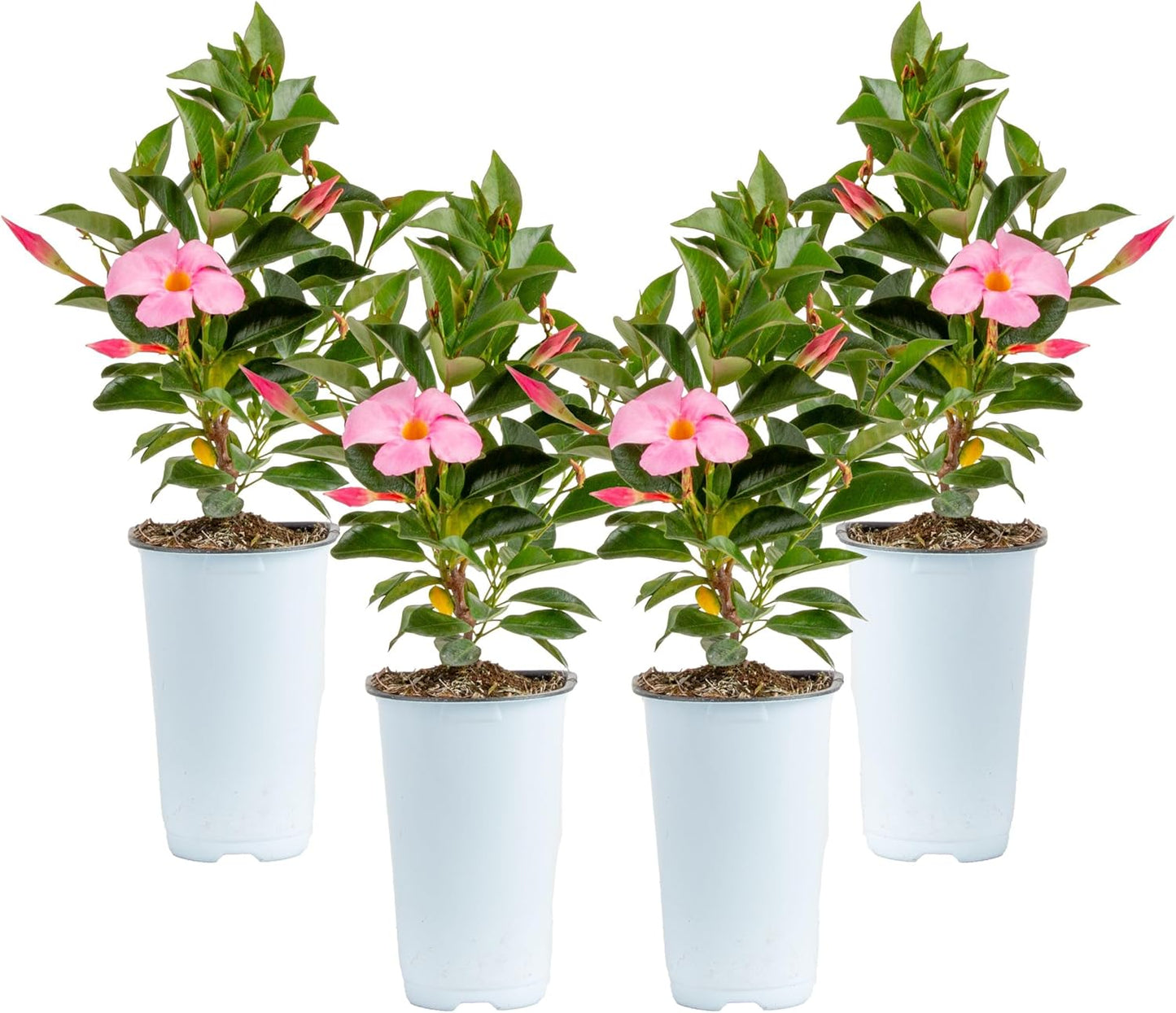 Mandevilla Live Plants Pack of 4 for Stunning Outdoor Decor