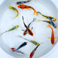 Butterfly Fin Koi - Stunning Colors for Ponds or Aquariums