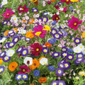 Royal Meadow Flower Mixed Seeds for Planting - Pollinator Mix