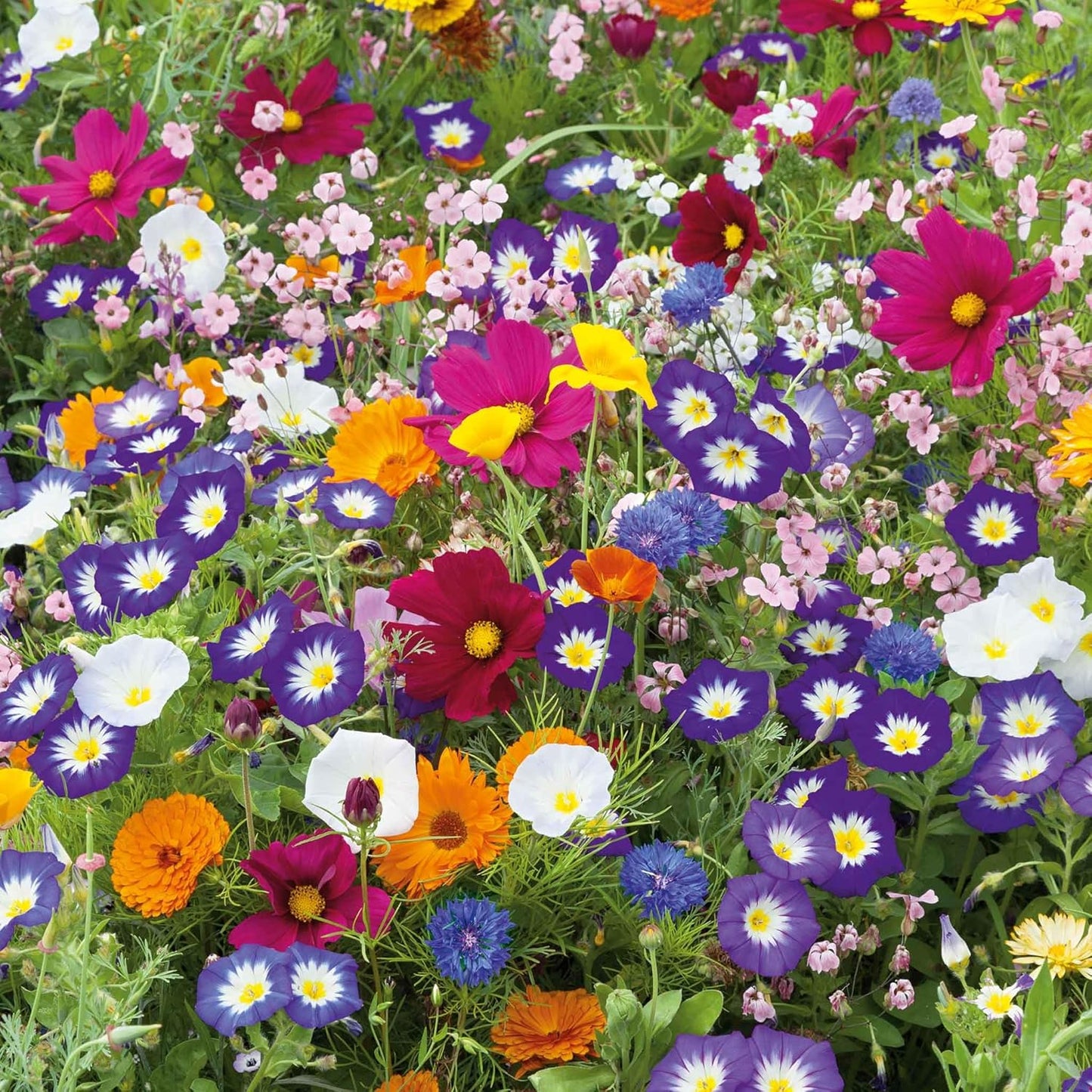 Eden Brothers Royal Meadow Flower Mixed Seeds for Planting