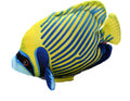 Wild Republic Coral Reef Emperor Angelfish Plush - 6 in Soft