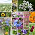 Wildflower Mixed Seeds for Planting - Attracts Pollinators
