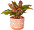 Costa Farms Chinese Evergreen Live Indoor Plant for Home