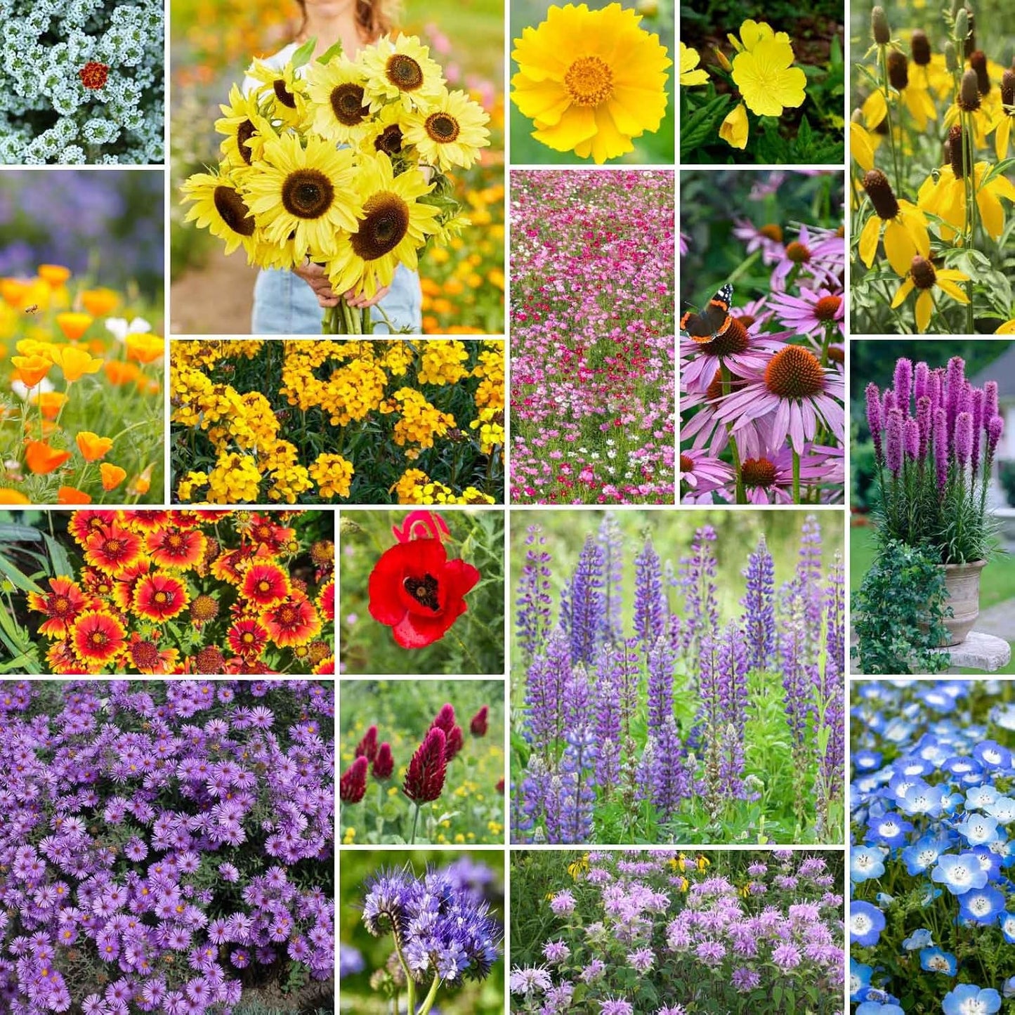 The Bees Knees Wildflower Mixed Seeds for Planting - 5 lb