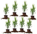Thuja Green Giant 2ft 8-Pack Privacy Evergreen - Fast Growing Screen