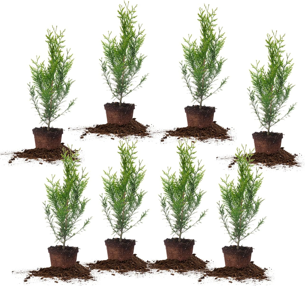 Thuja Green Giant 2ft Tall 8-Pack for Ultimate Privacy Needs