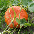 Eden Brothers Pumpkin Seeds Cinderella Non-GMO - High Yield