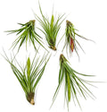 Air Plants - Large 5in Flowering Tillandsia Melanocrater Tricolor