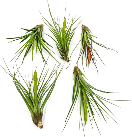 Air Plants - Large 5in Flowering Tillandsia Melanocrater Tricolor