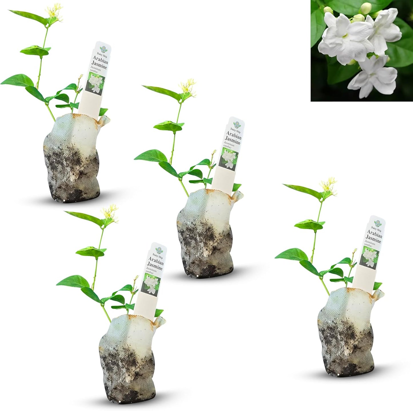 Arabian Jasmine Plant - Fragrant Indoor/Outdoor Blooming Beauty