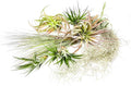 ragnaroc Holiday Hosting Gift Box Giant - 13ct Tillandsia Set