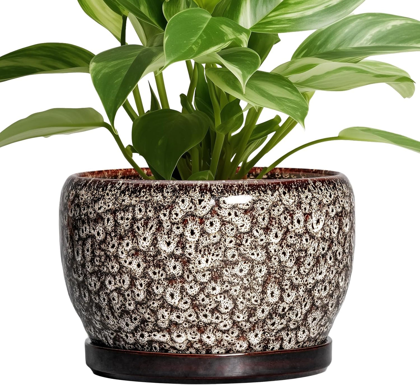 SQOWL Ceramic Planter - 8 Inch Indoor Plant Pot with Saucer