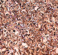 No-Till Cover Crop 10 Seed Mix for Healthy Soil and Forage