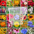 Eden Brothers Arkansas Wildflower Mixed Seeds for Planting