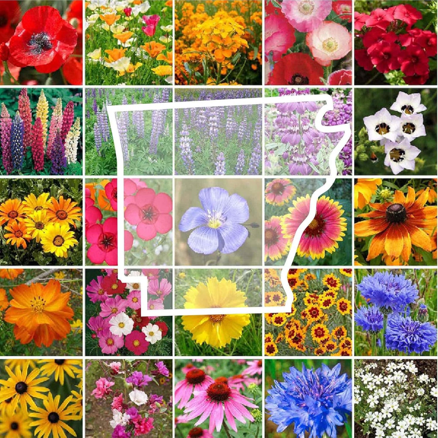 Eden Brothers Arkansas Wildflower Mixed Seeds for Planting