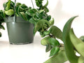 Hoya Compacta Live Plant in 6in Hanging Pot for Air Purification