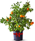 Calamondin Tree Live Plant 18-22in Tall - Year-Round Blooms & Fruit