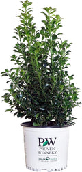 Proven Winners Ilex x meserveae Castle Spire Holly Evergreen