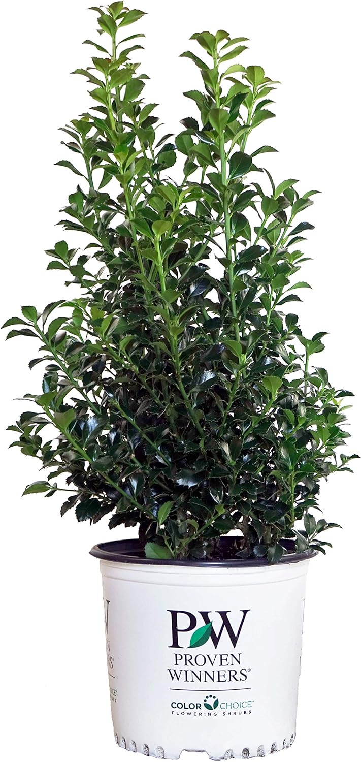 Proven Winners Ilex x meserveae Castle Spire Holly Evergreen