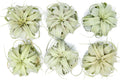 6 Pack Large Xerographica Air Plants 5 to 7 in Wide - Stylish Indoor