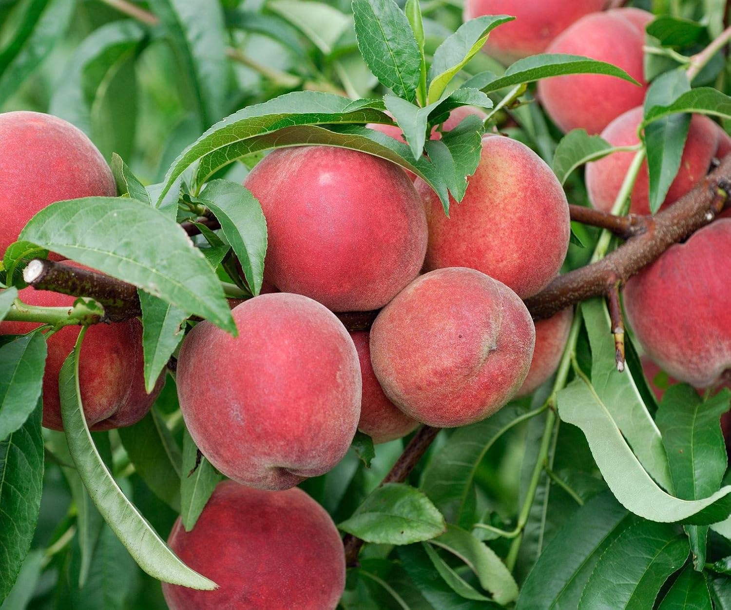 Red Haven Dwarf Peach Tree - Self Pollinating Live Fruit Plant