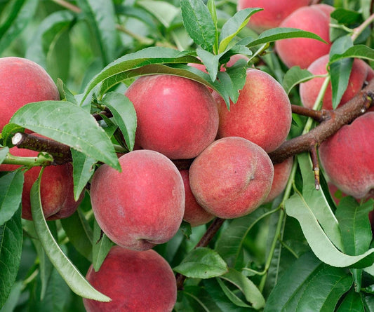 Red Haven Dwarf Peach Tree - Self Pollinating Live Fruit Plant