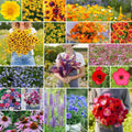 Wildflower Mixed Seeds Burst of Bloom - Bulk Pollinator Mix