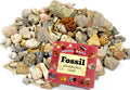 Fossil Sorting Mix 3 lbs with ID Book - Educational Fossil Kit