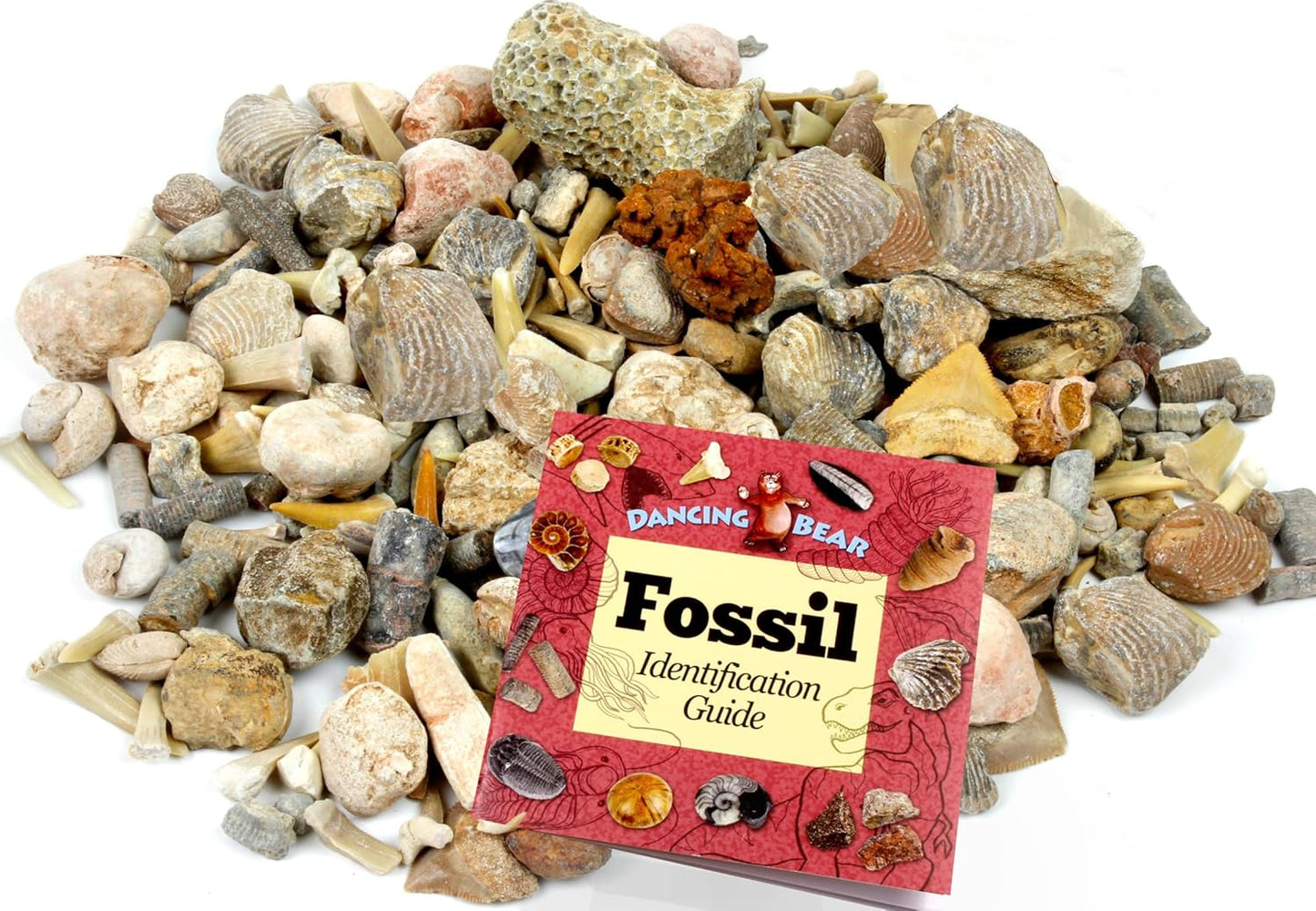 DANCING BEAR Fossil Sorting Mix 3 lbs for Kids Educational Fun