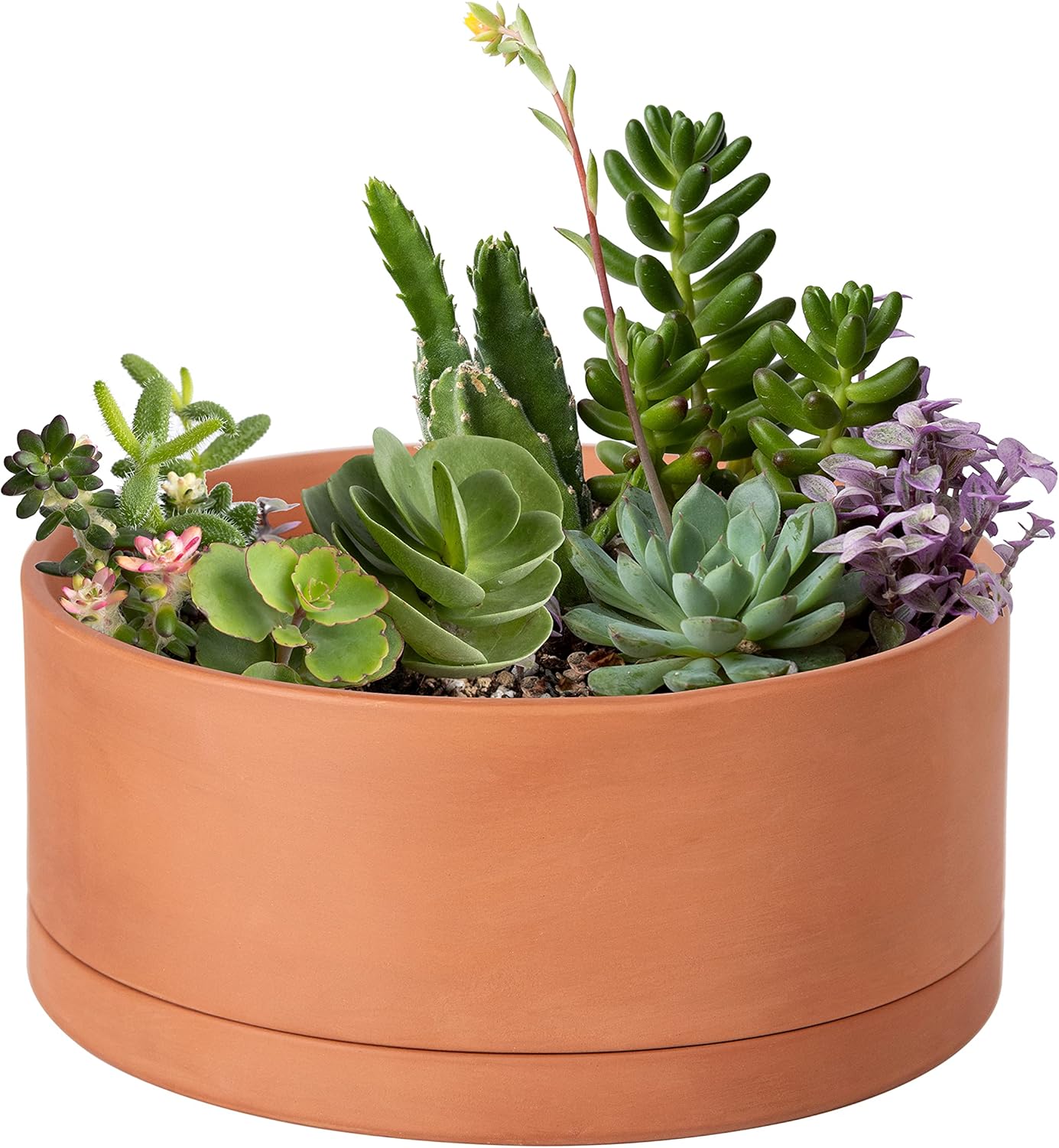 10 Inch Succulent Terracotta Pot with Drainage Hole and Saucer